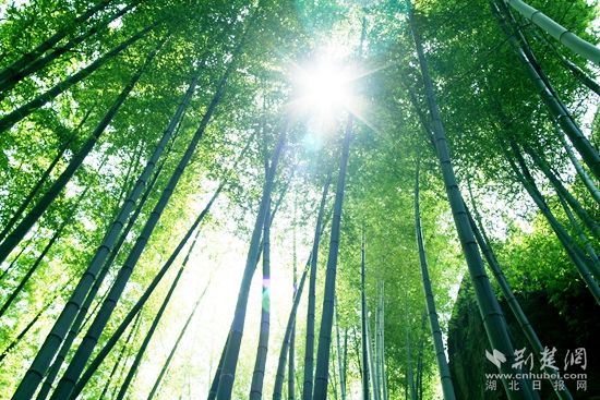 4-2 郁郁竹林（黃正安 攝）.JPG.JPG