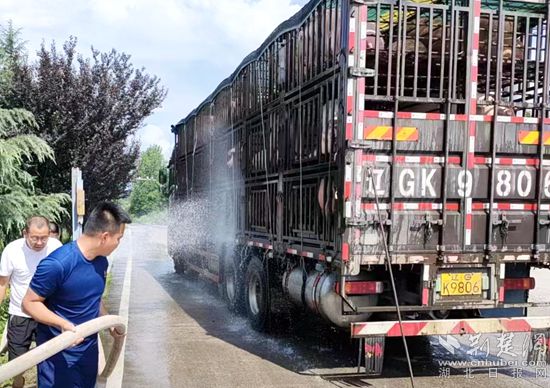 眼見一車生豬被救，長途司機李師傅終于松了口氣 (2)_副本.jpg