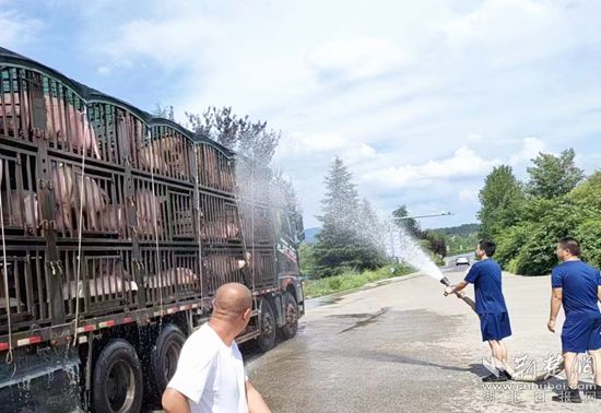 眼見一車生豬被救，長途司機李師傅終于松了口氣 (1)_副本.jpg