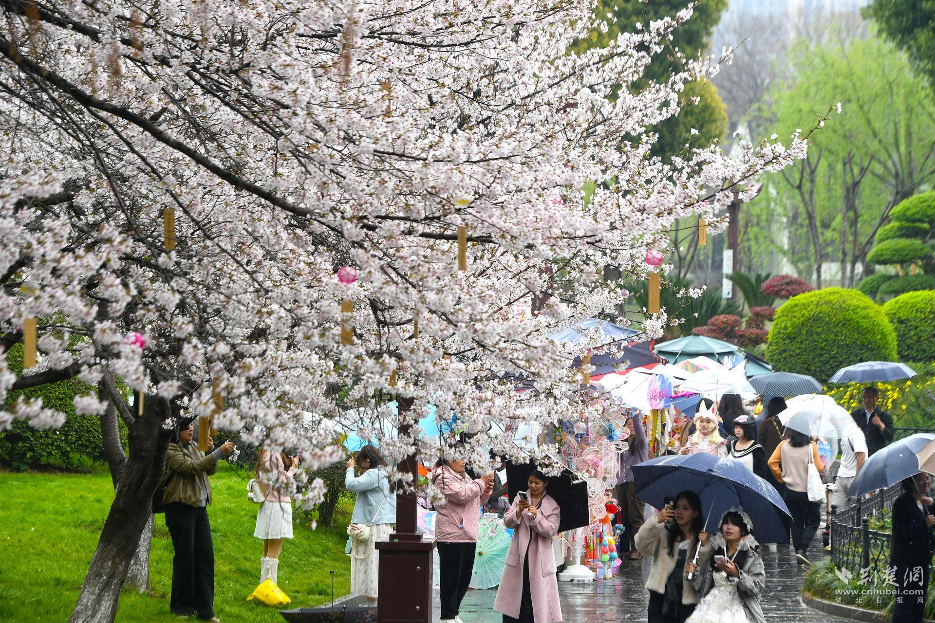 市民在堤角公園雨中賞櫻，1300余株櫻花按花期分為早、中、晚三期，紅粉白綠四色交織，花期可持續(xù)至四月上旬，游客總能找到心頭好.j
